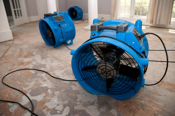 Best Professional water damage repair  in Hden Springs, ID